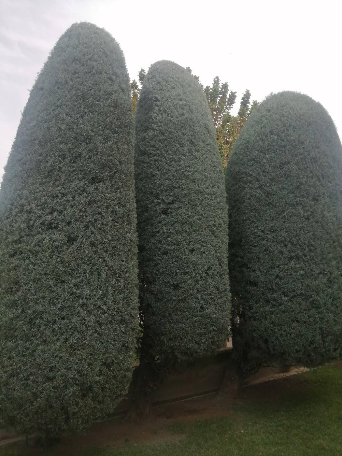 εικόνα_Viber_2025-01-03_11-01-48-616