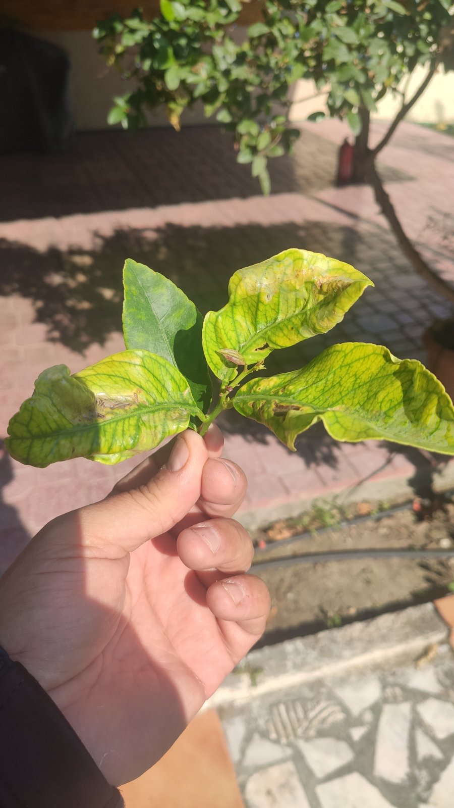 εικόνα_Viber_2025-01-03_11-09-16-058