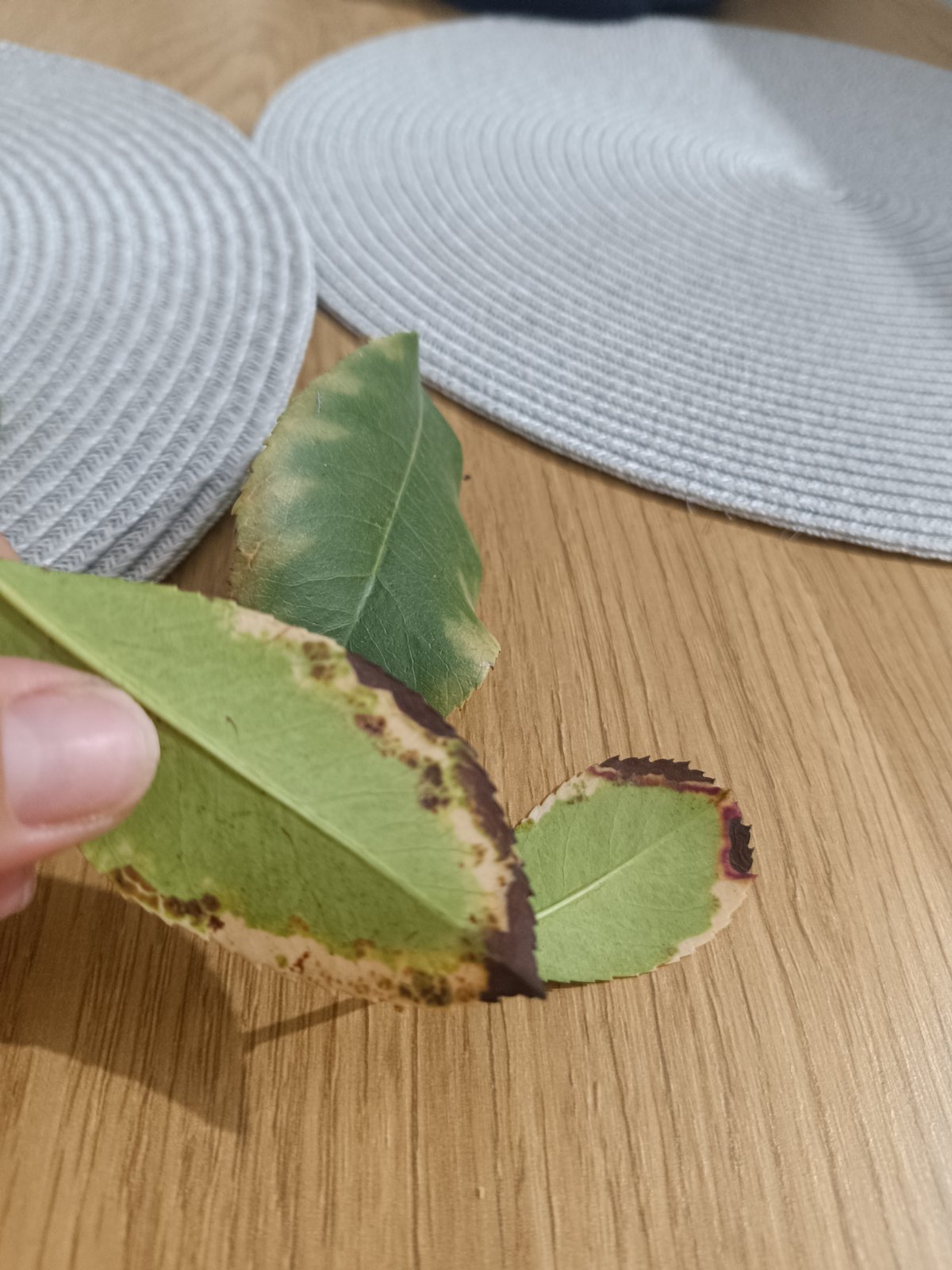 εικόνα_Viber_2025-01-03_11-10-21-916