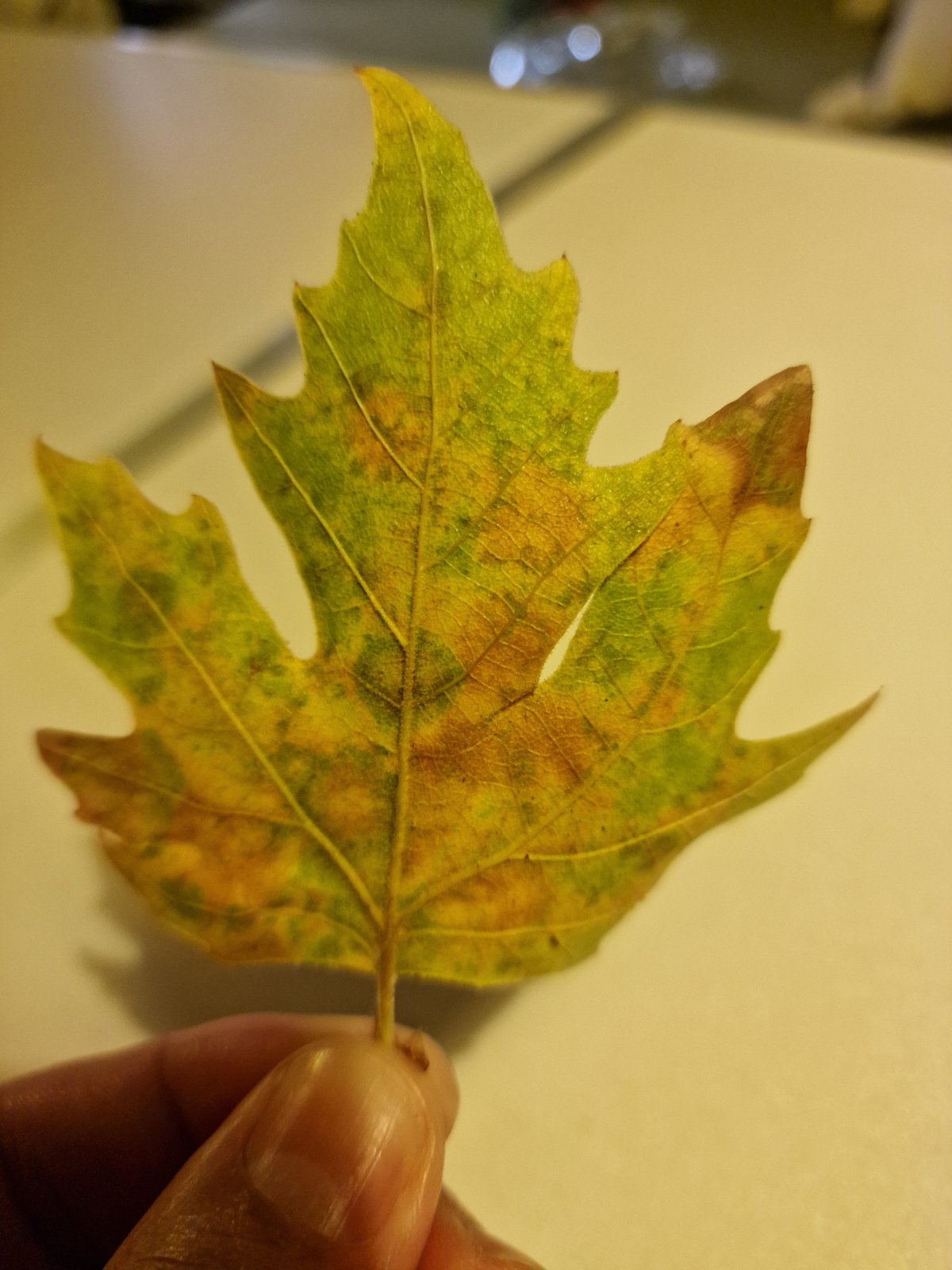 εικόνα_Viber_2025-01-03_11-11-31-945